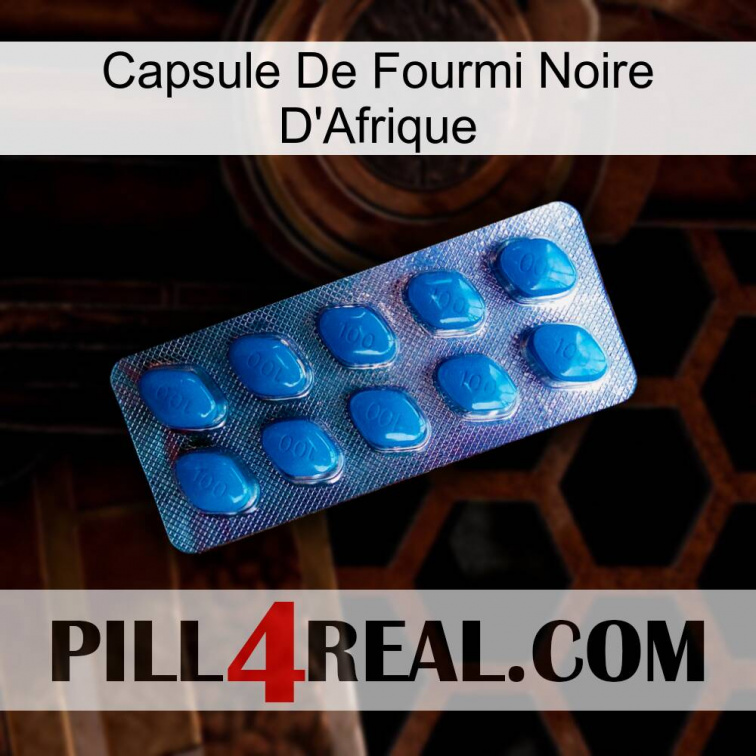 Africa Black Ant Capsule viagra1